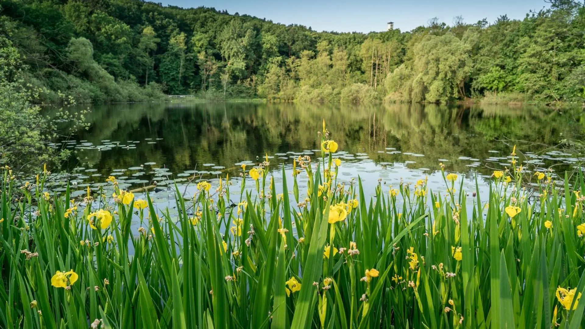Ferienpark Ruebezahl Am Mueggelsee, Haus 13 Erle Mit Eigener Sauna, Idealer Ort Fuer Natur- Und Erholungssuchende, Fuer Radfahrer, Familien Mit Kindern Und Hundeliebhaber Berlino